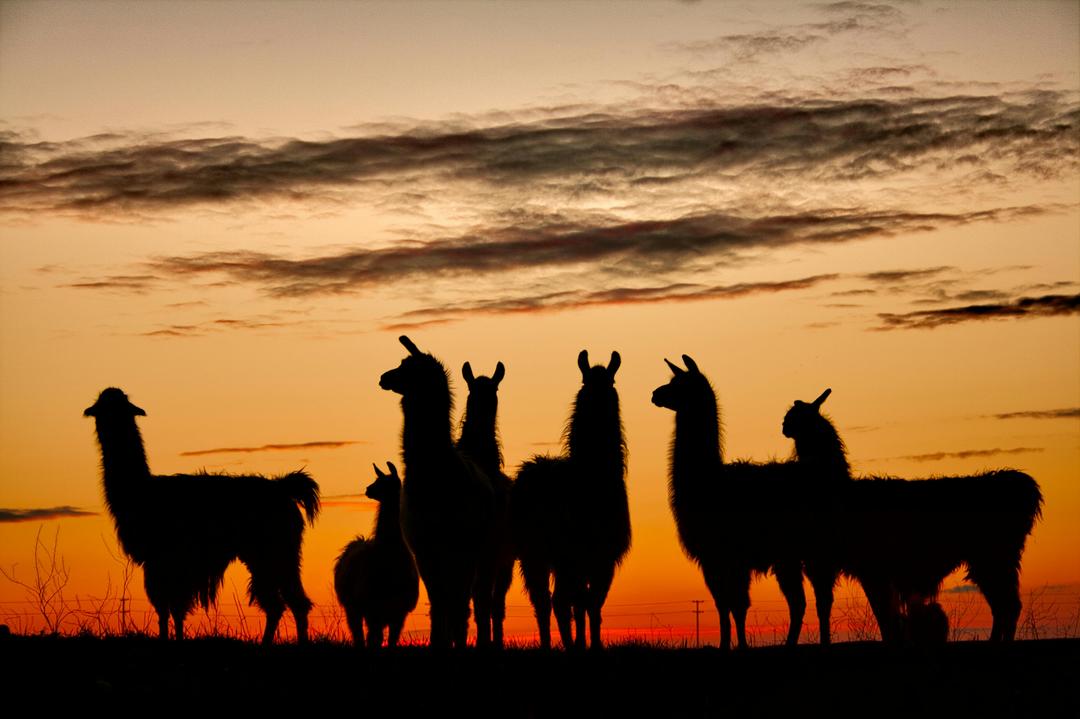 Alpacas vs. Llamas: What’s the Difference (and Why It Matters)