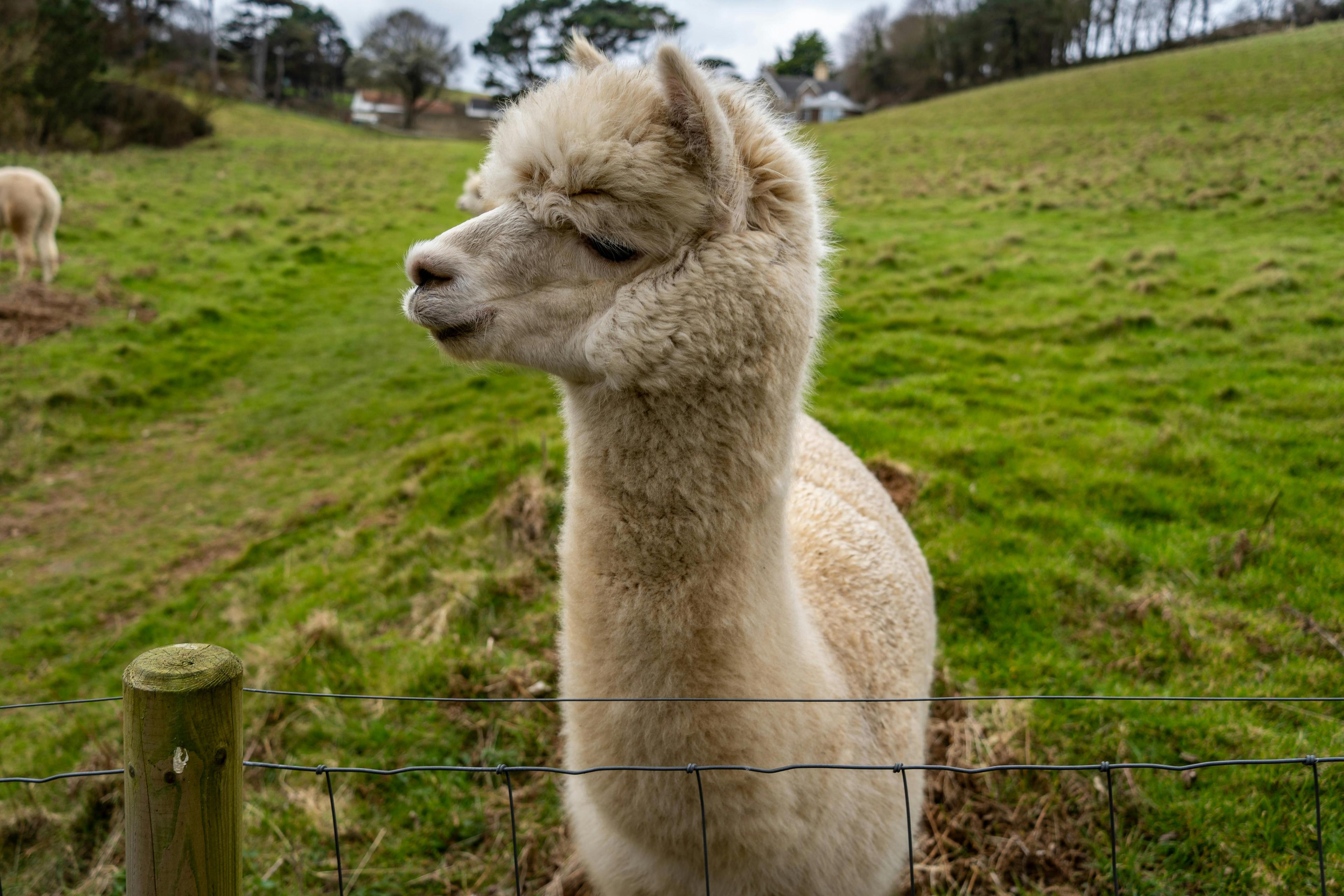 5 Things You Didn’t Know About Alpacas