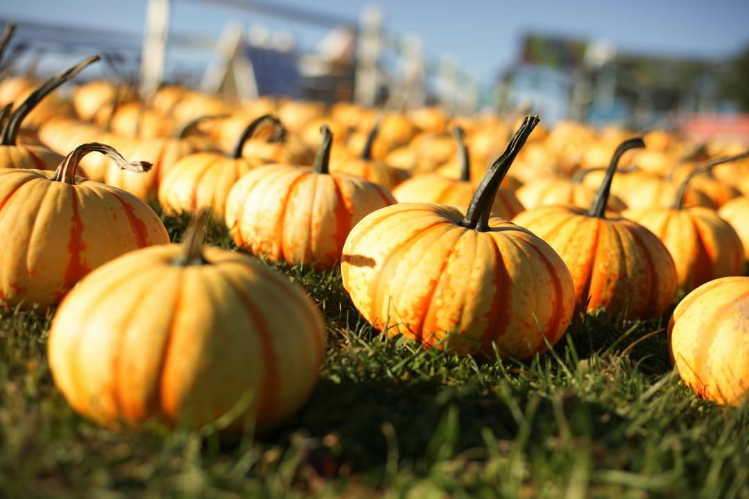 Pumpkin Patches in Kansas City (2025 Guide to Missouri + Kansas Farms)