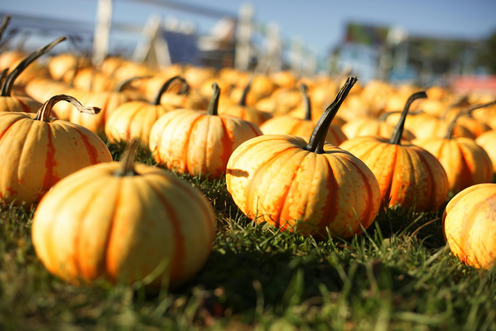 Pumpkin Patches in Kansas City (2025 Guide to Missouri + Kansas Farms)