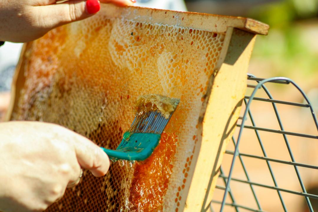 What Happens in a Honey Extraction? Step-by-Step Guide for Beginners
