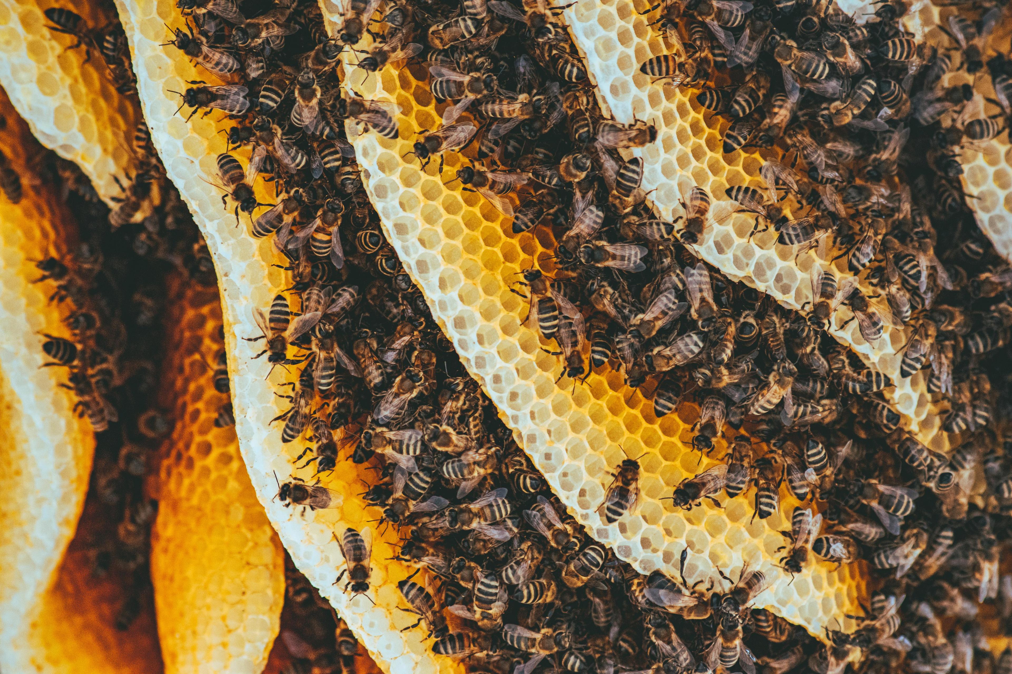 September Is National Honey Month