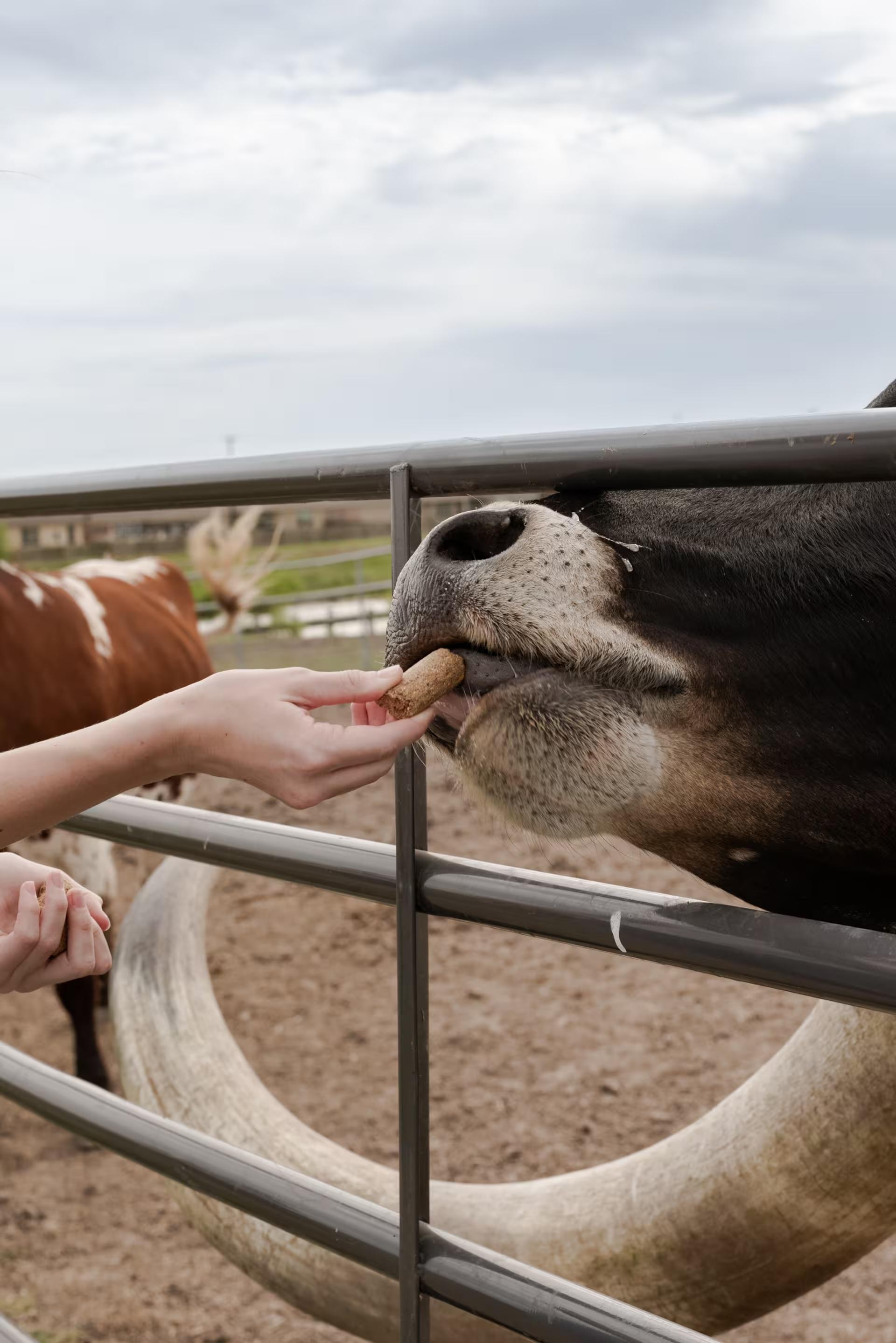 What It’s Like to Hand-Feed a Texas Longhorn