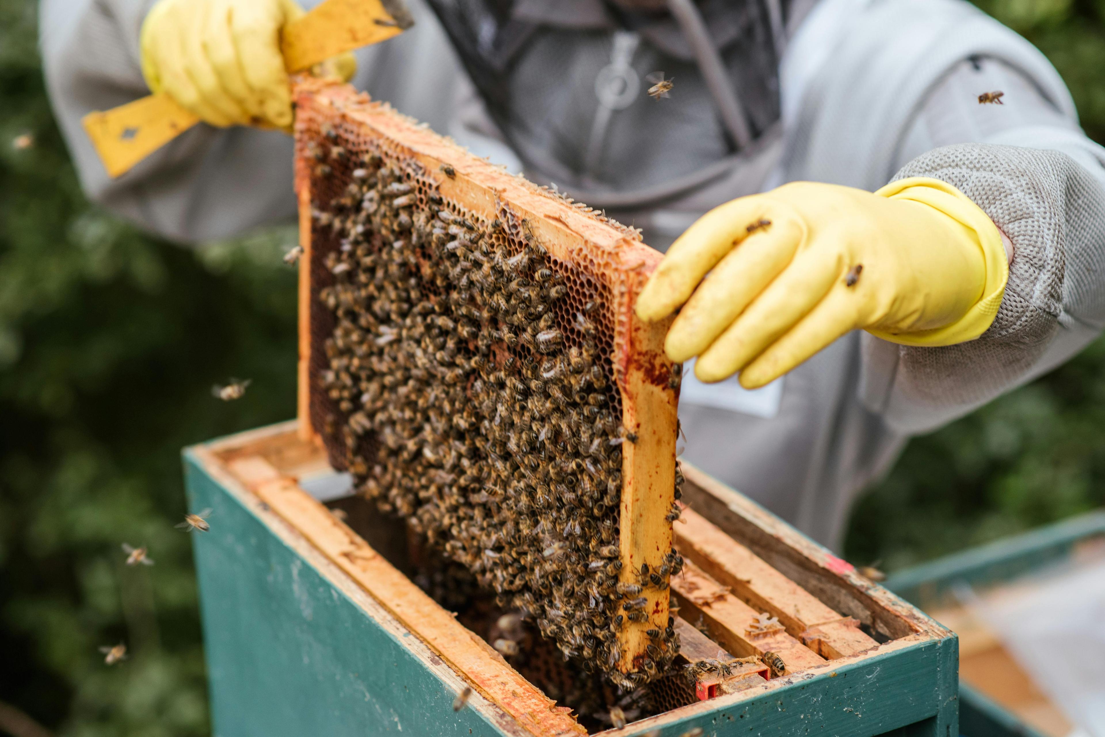 Beekeeping in Texas: Classes, Tours & Pollinator Education 🐝