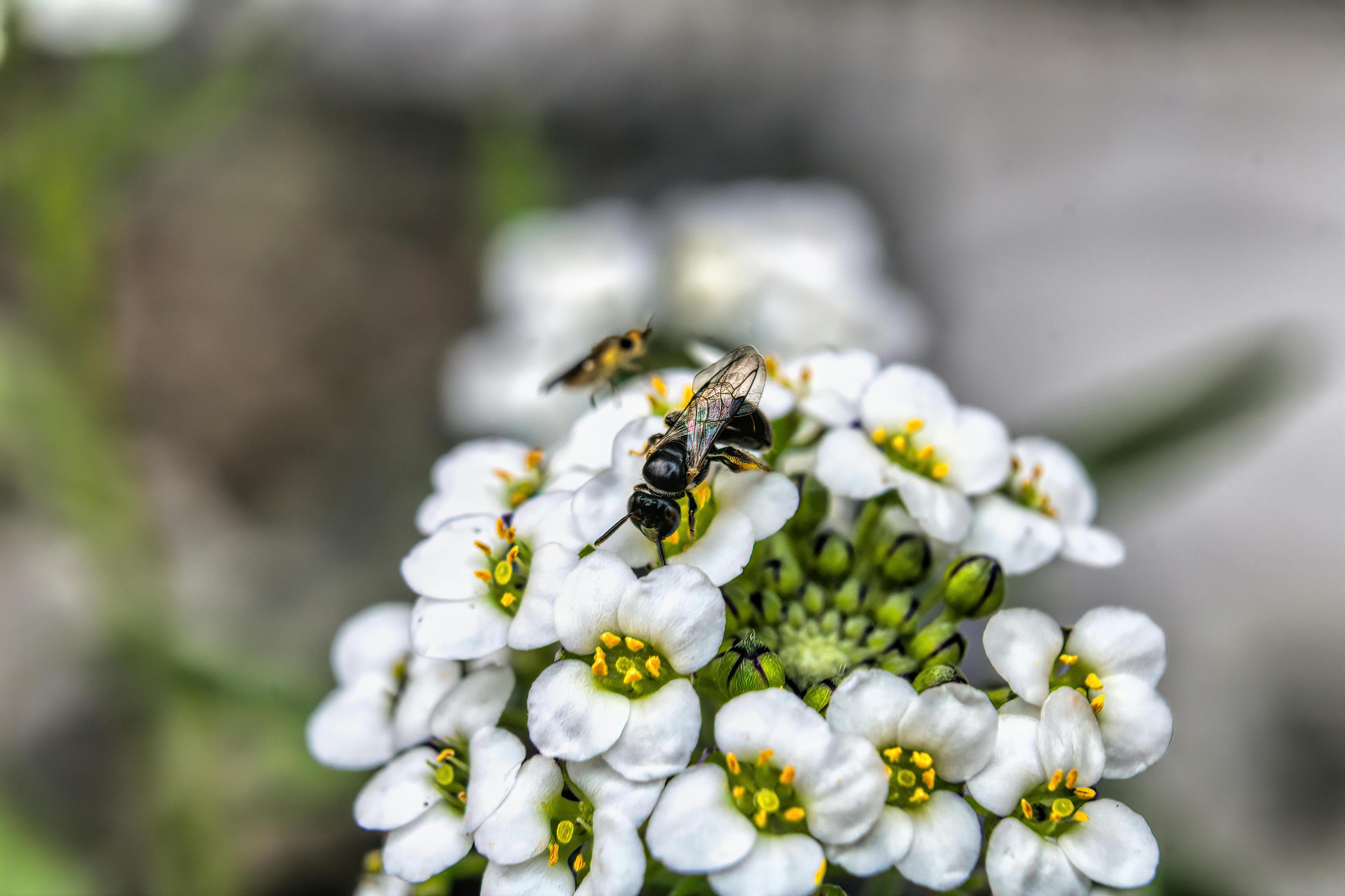 Why Native Bees Are Cooler Than Honeybees