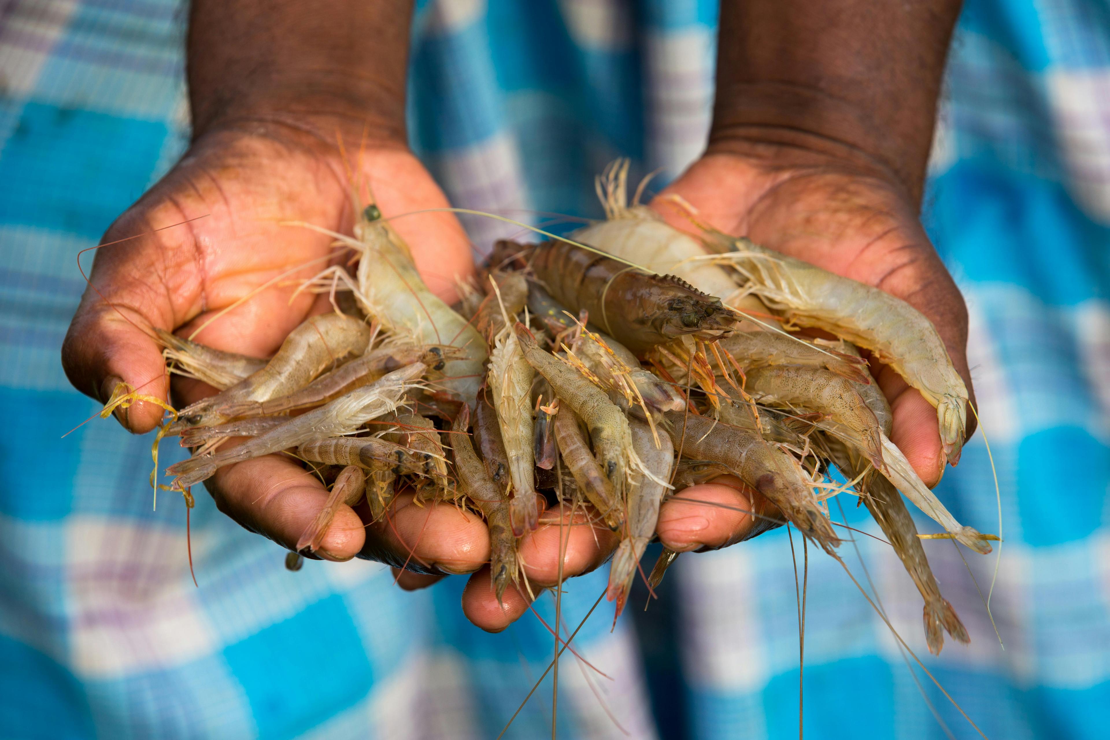 From Boat to Boil: Inside the Texas Shrimp Industry