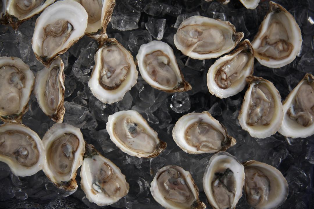 Oysters in Texas: How Gulf Reefs Feed People and Protect the Coast