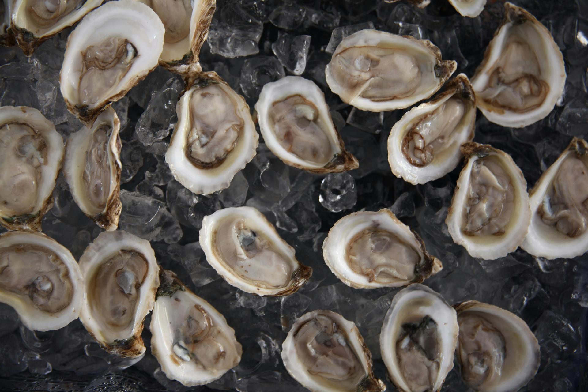 Oysters in Texas: How Gulf Reefs Feed People and Protect the Coast