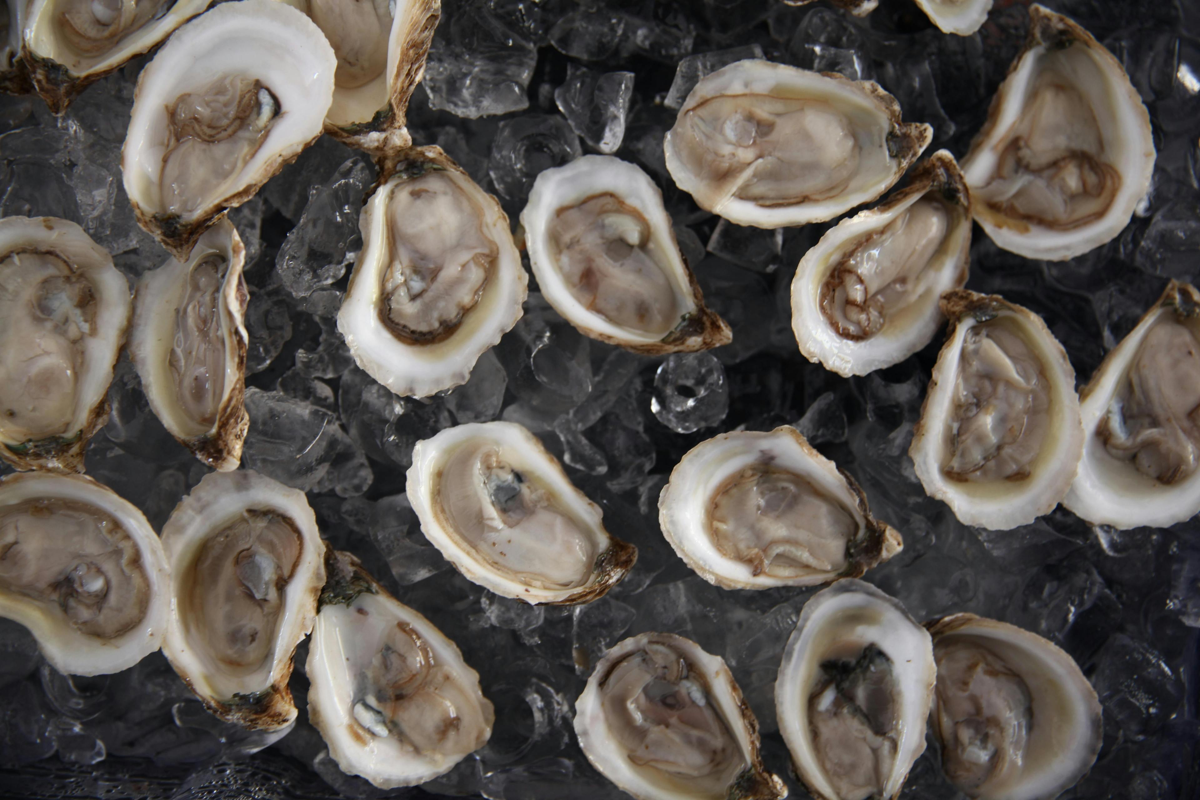 Oysters in Texas: How Gulf Reefs Feed People and Protect the Coast