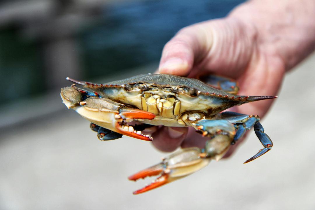 Texas Crab: From Blue Crabs in the Bays to Festival Tables