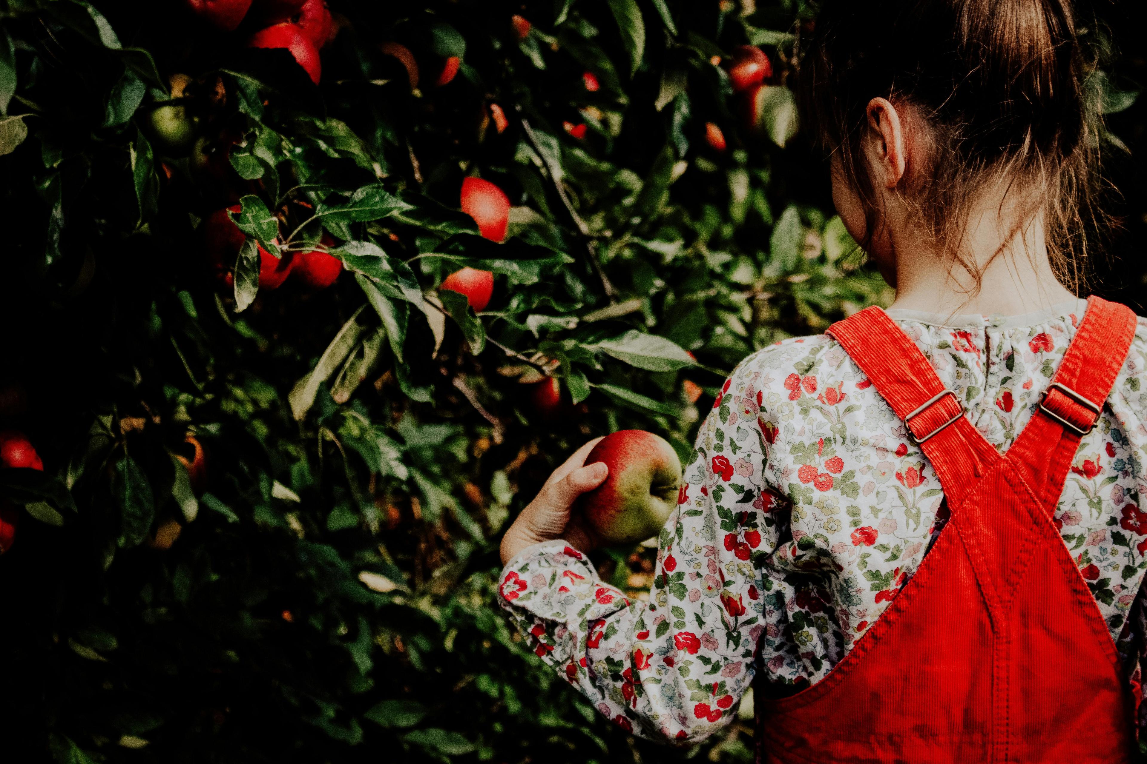 When to Pick Apples in KC: A Month-by-Month Harvest Guide