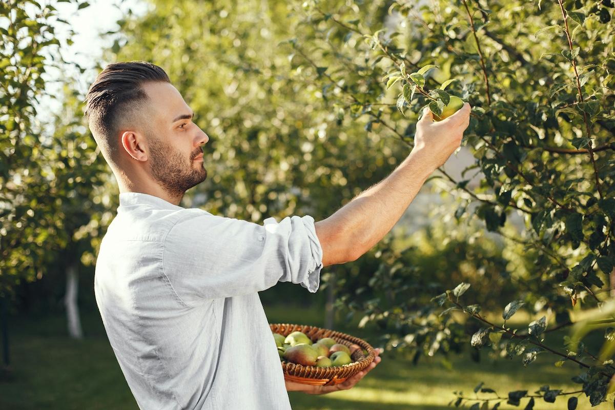 The Forgotten Apples of the Midwest: Heirloom Varieties Worth Knowing
