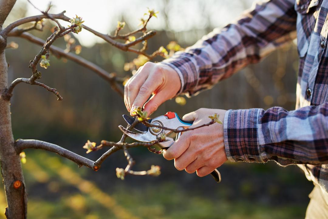 What Happens at an Orchard in the Off-Season?