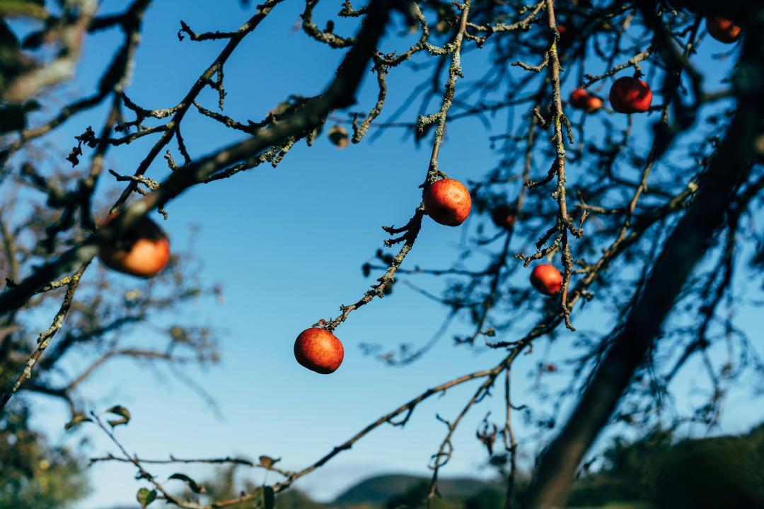 Apples in a Changing Midwest: Holding On and Looking Forward