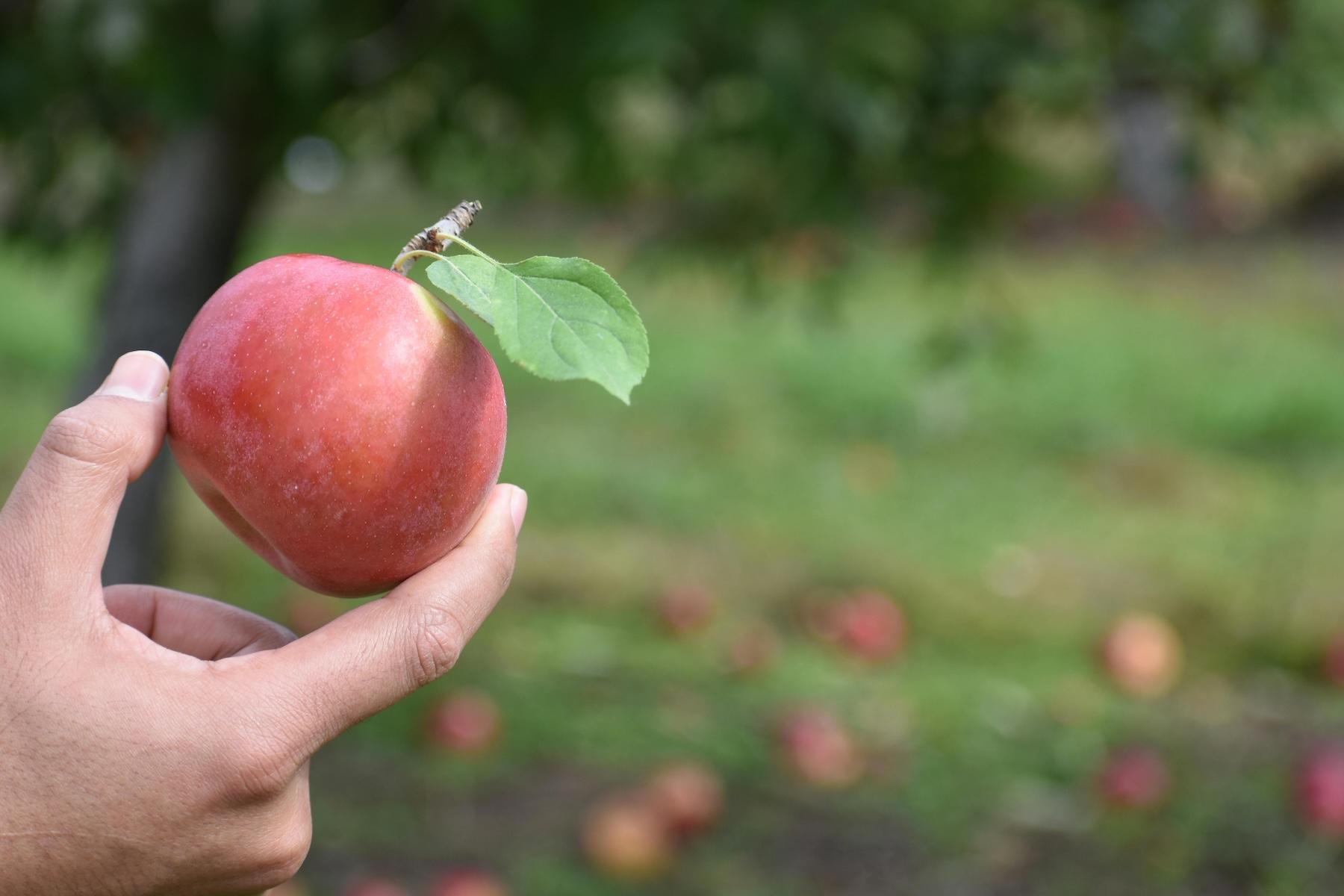 Apples & Cider in the Midwest: Orchards, Harvests & Traditions 🍎 
