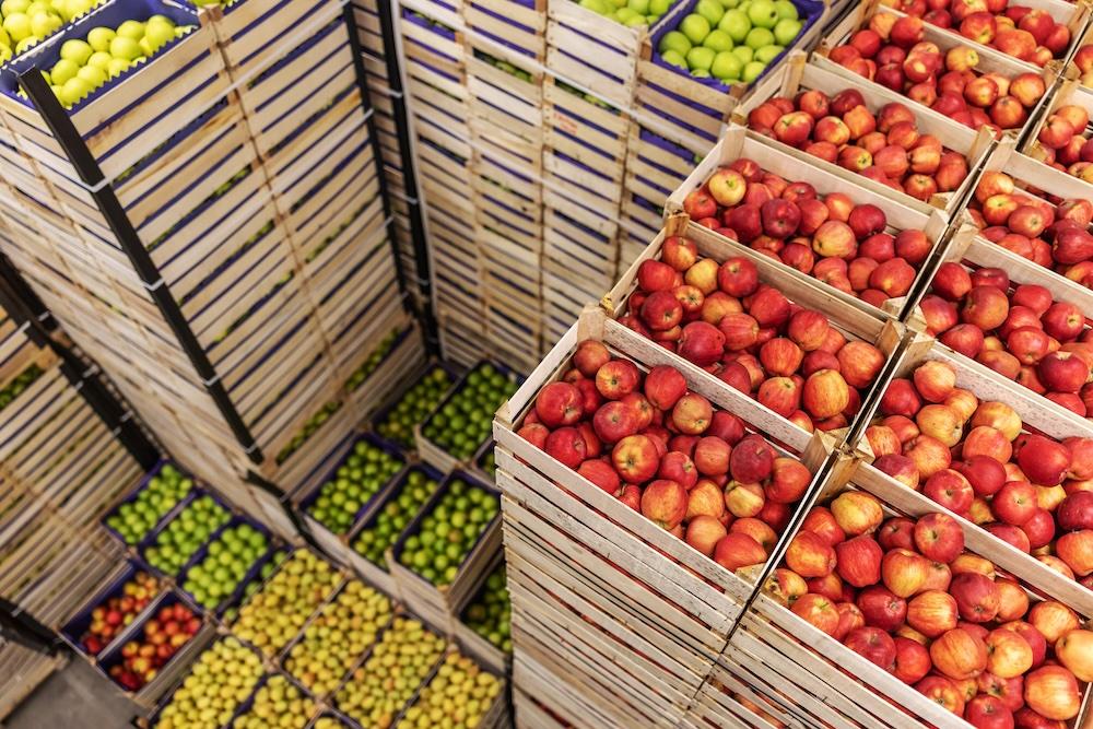 Cold Storage Secrets: How Farmers Keep Apples Fresh All Year