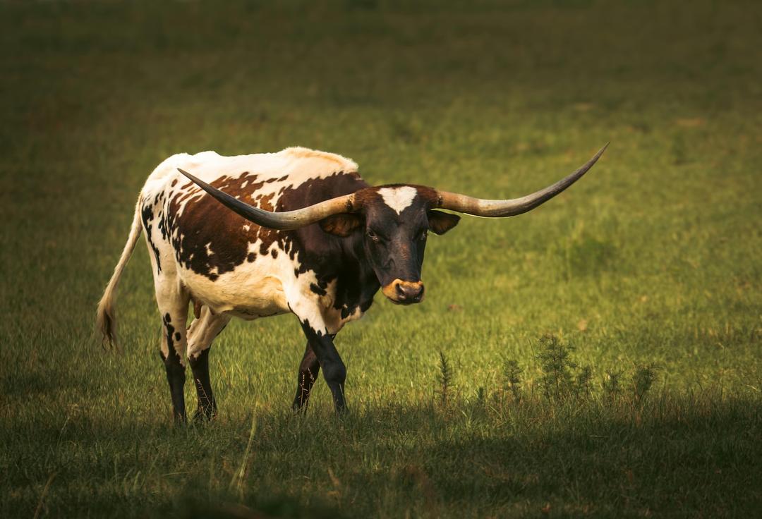How Much Do Texas Longhorn Horns Weigh?