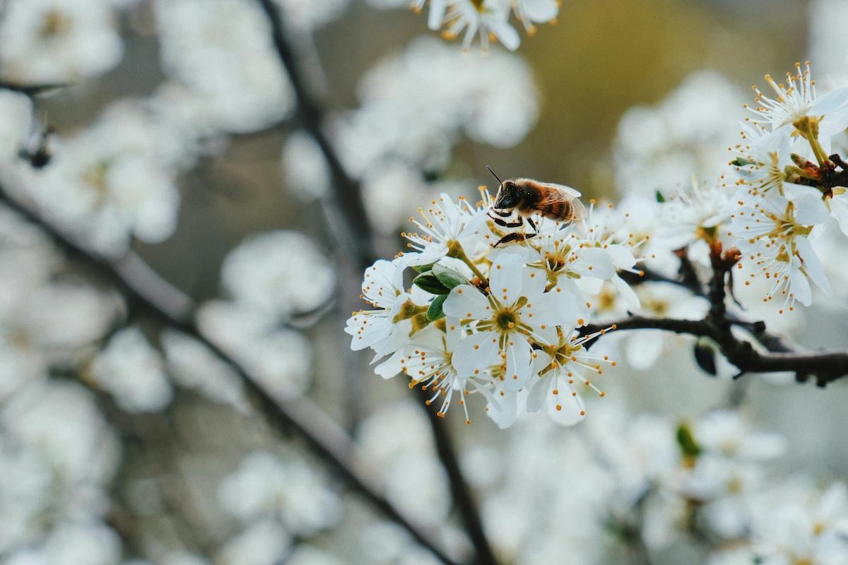 Pollinators and Apple Blossoms: Why Bees Make the Orchard Possible