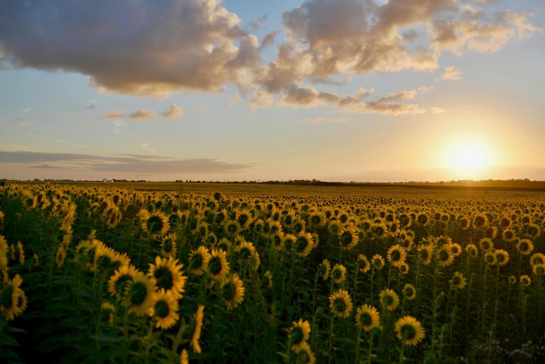 The Longest Day: How the Summer Solstice Inspires Celebration and Abundance on the Farm