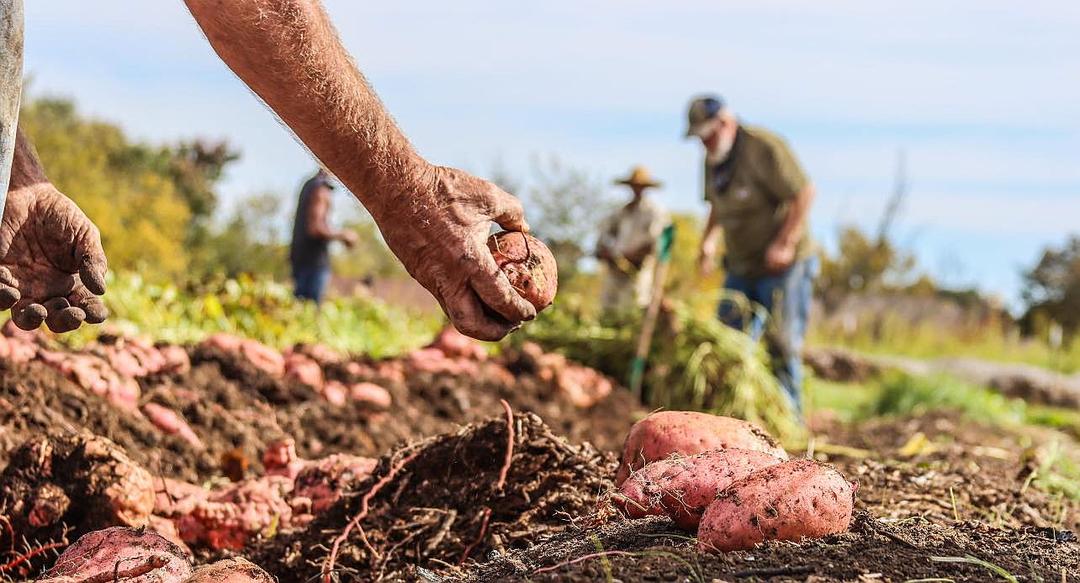 The Science of Sweet Potatoes: Why They Love Texas Heat