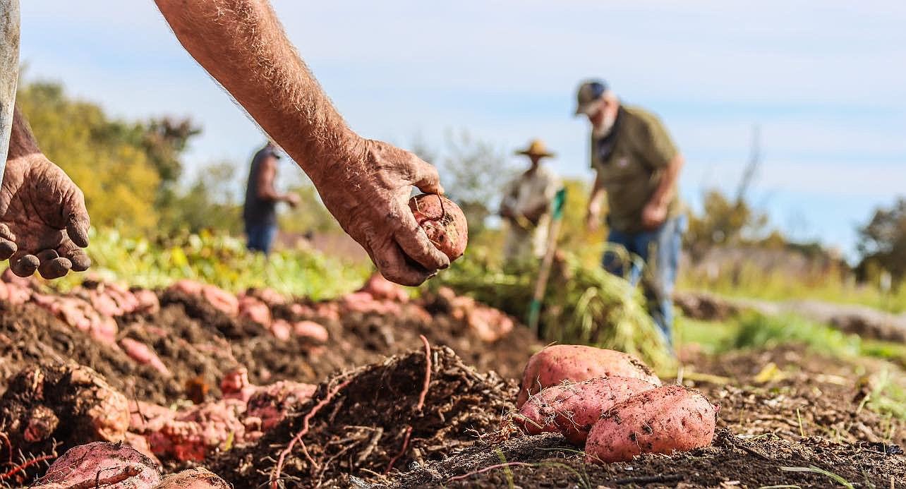 The Science of Sweet Potatoes: Why They Love Texas Heat