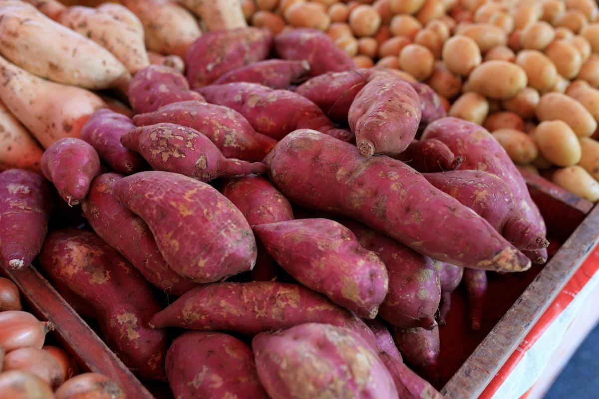 How to Grow Sweet Potatoes in Texas Home Gardens
