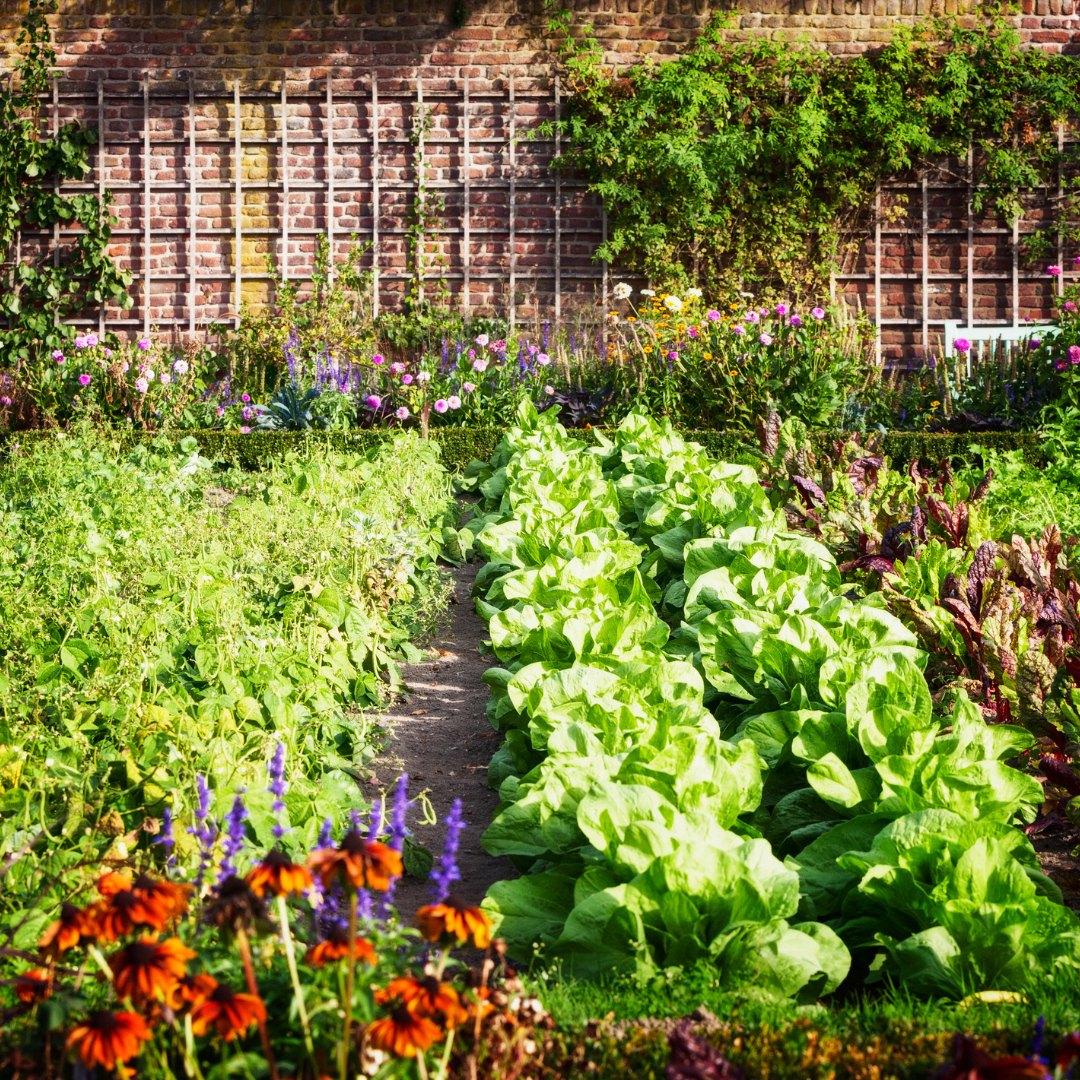 Gardening Experiences in Texas 🌿 