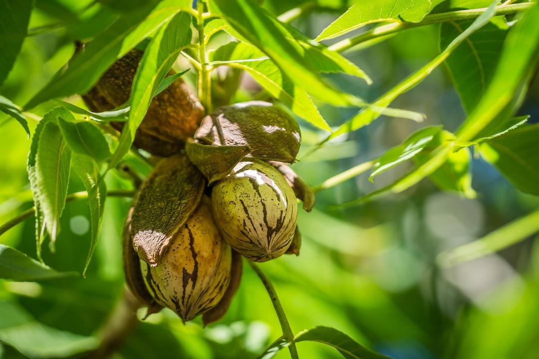 The Story of the Pecan: From Wild Tree to Texas State Nut