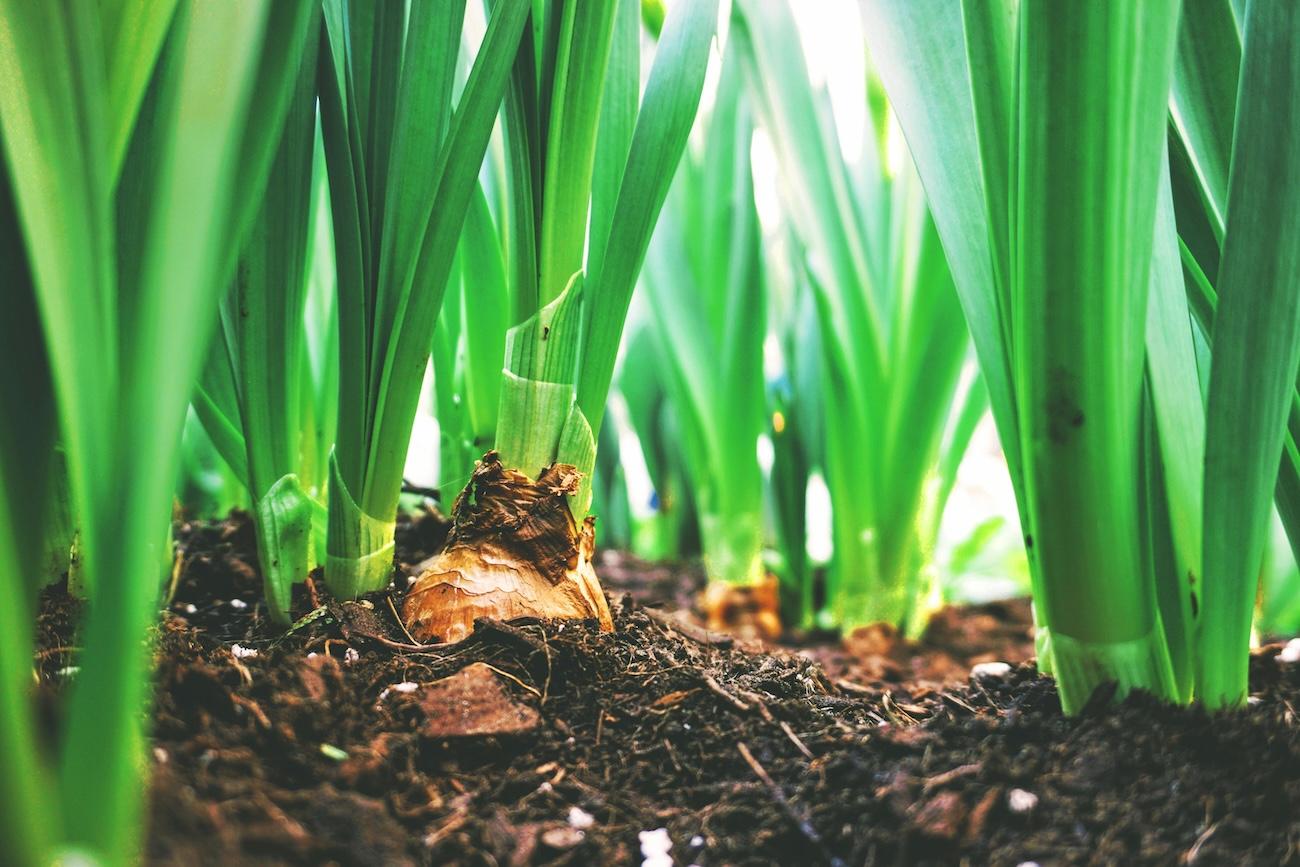 Texas Soil by the Numbers: What We’re Really Rebuilding