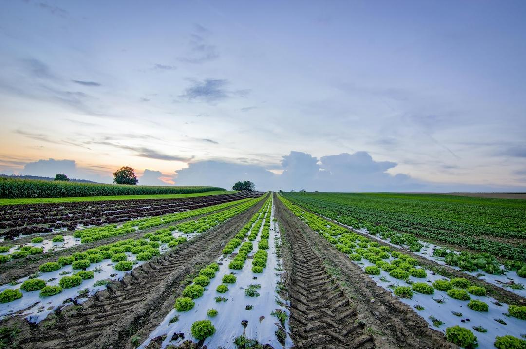 Regenerative Agriculture: Real Change or Rebranded Common Sense