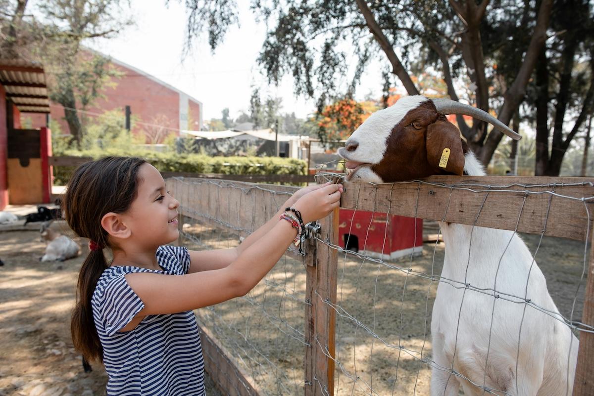 How to Host Visitors On Your Farm (and Get Paid for It)