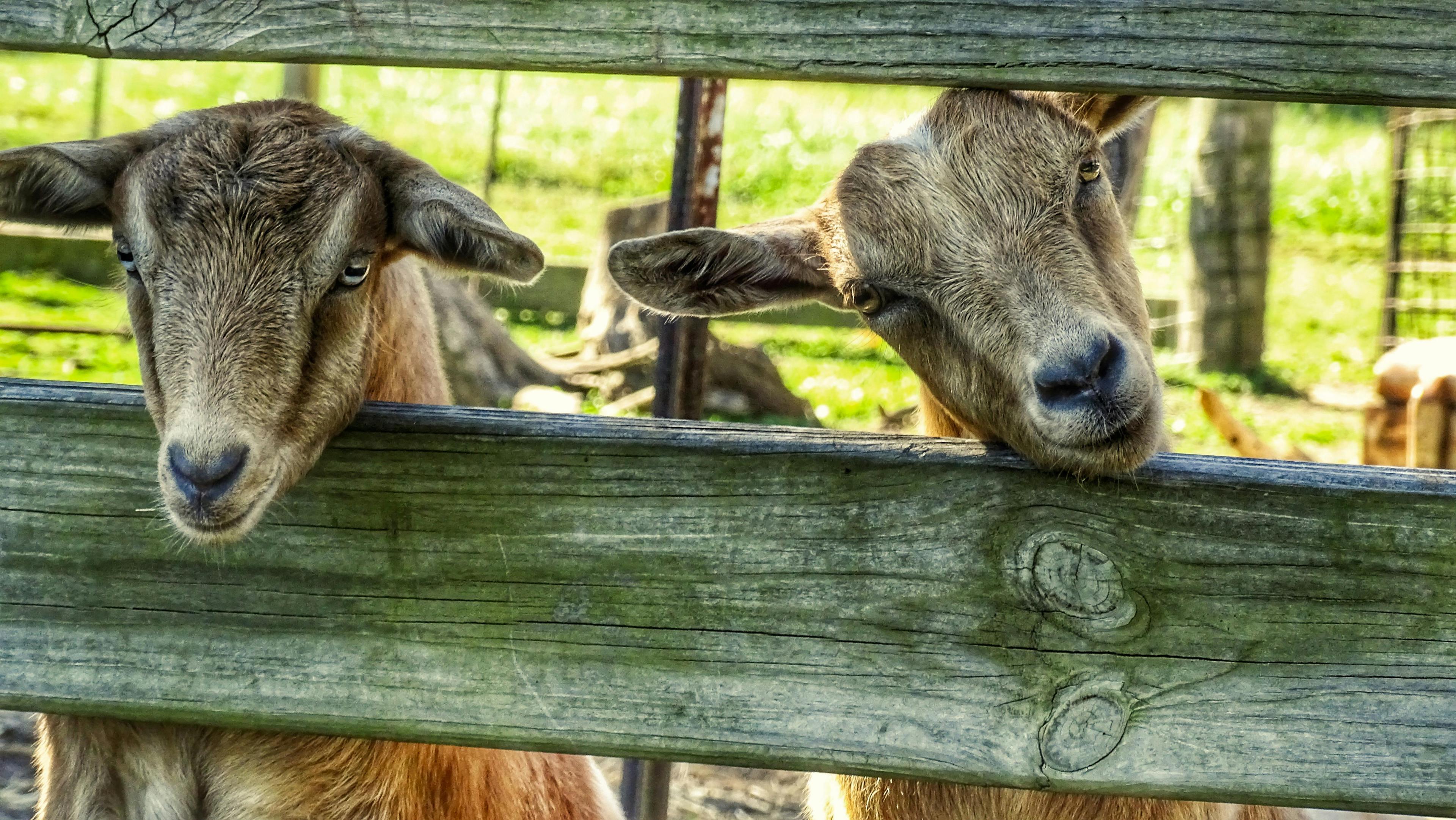 Is Your Farm Ready for Visitors? What to Know Before You List