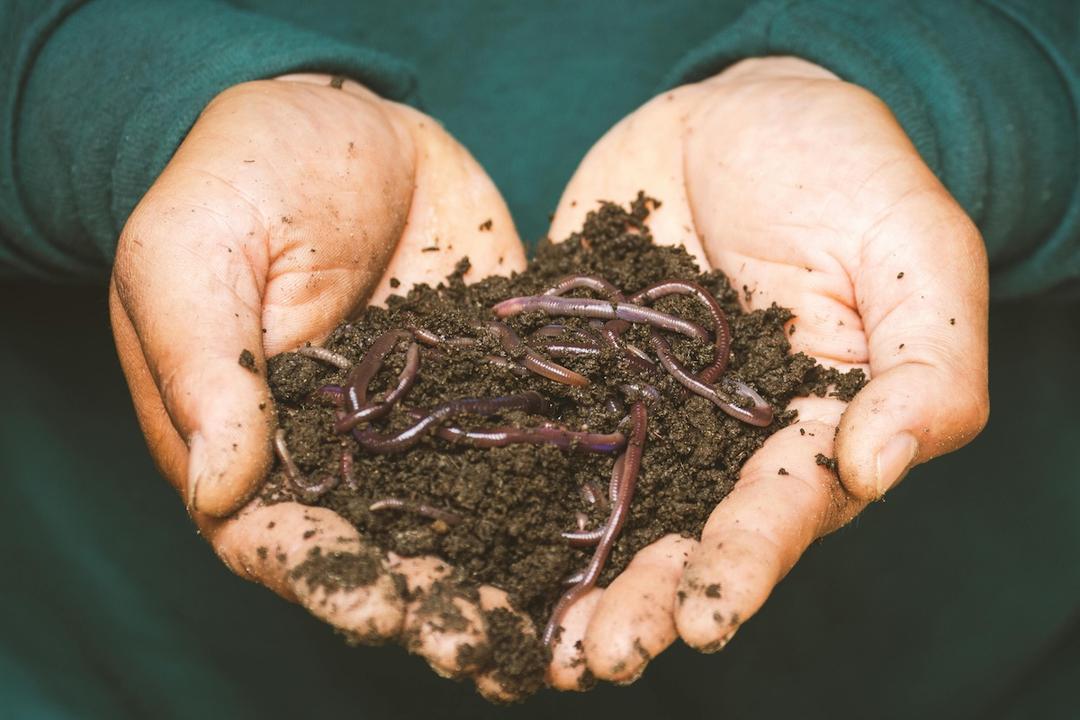 How Worms Change the World (and Other Underground Wonders)
