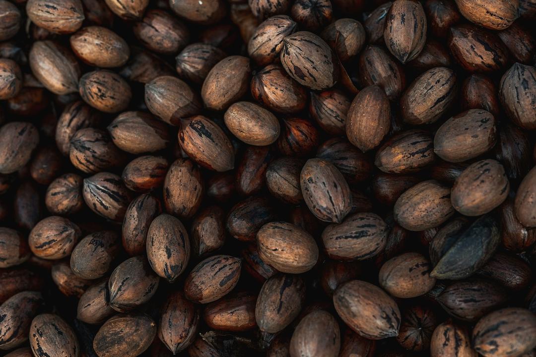 When Is Pecan Season in Texas?