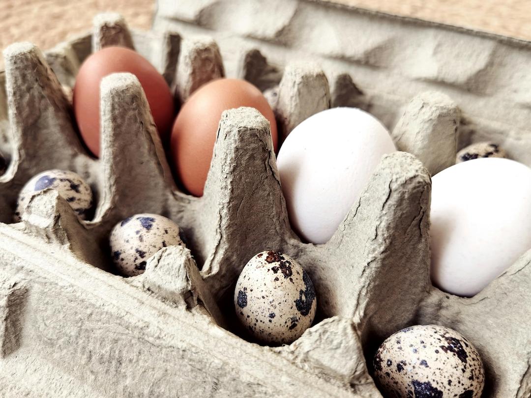 Are Quail Eggs Healthier Than Chicken Eggs? Here’s What the Science Says