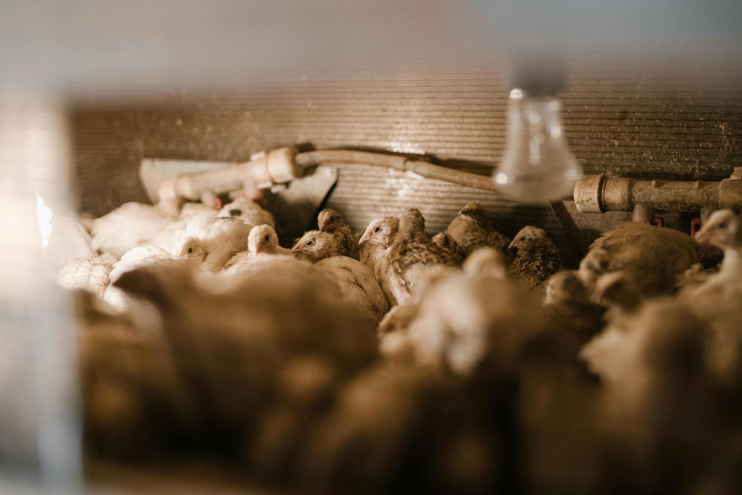 From Egg to Hatch: The Science of Quail Incubation