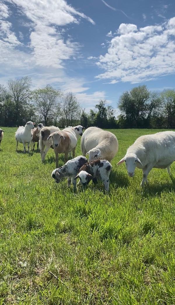 Field Trips at World Hunger Relief Farm in Waco,Texas