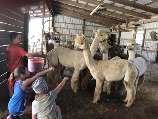 Field Trip: Educational Alpaca Experience in North Texas in Maypearl,Texas