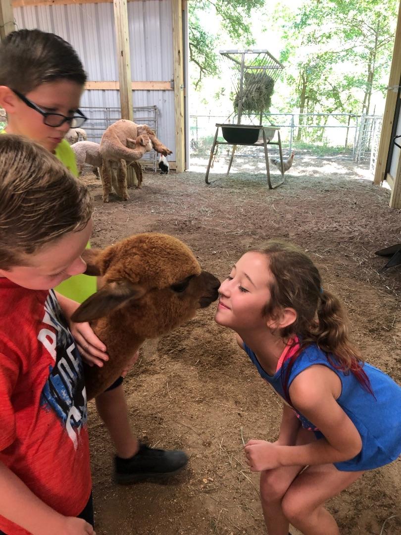 Field Trip: Educational Alpaca Experience in North Texas in Maypearl,Texas