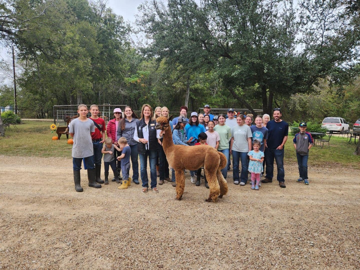 Field Trip: Educational Alpaca Experience in North Texas in Maypearl,Texas