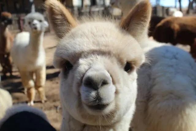 Field Trip: Educational Alpaca Experience in North Texas in Maypearl,Texas