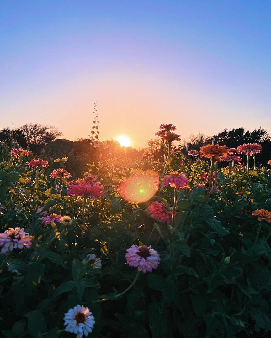 Private Nature Walk: Discover Medicinal Plants near Fossil Rim in Glen Rose,Texas