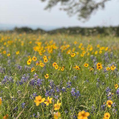 Private Nature Walk: Discover Medicinal Plants near Fossil Rim in Glen Rose,Texas
