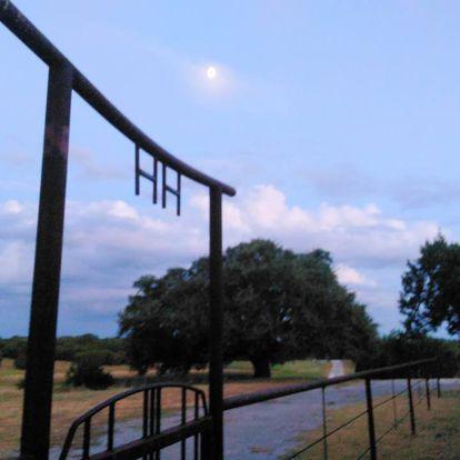 Private Nature Walk: Discover Medicinal Plants near Fossil Rim in Glen Rose,Texas