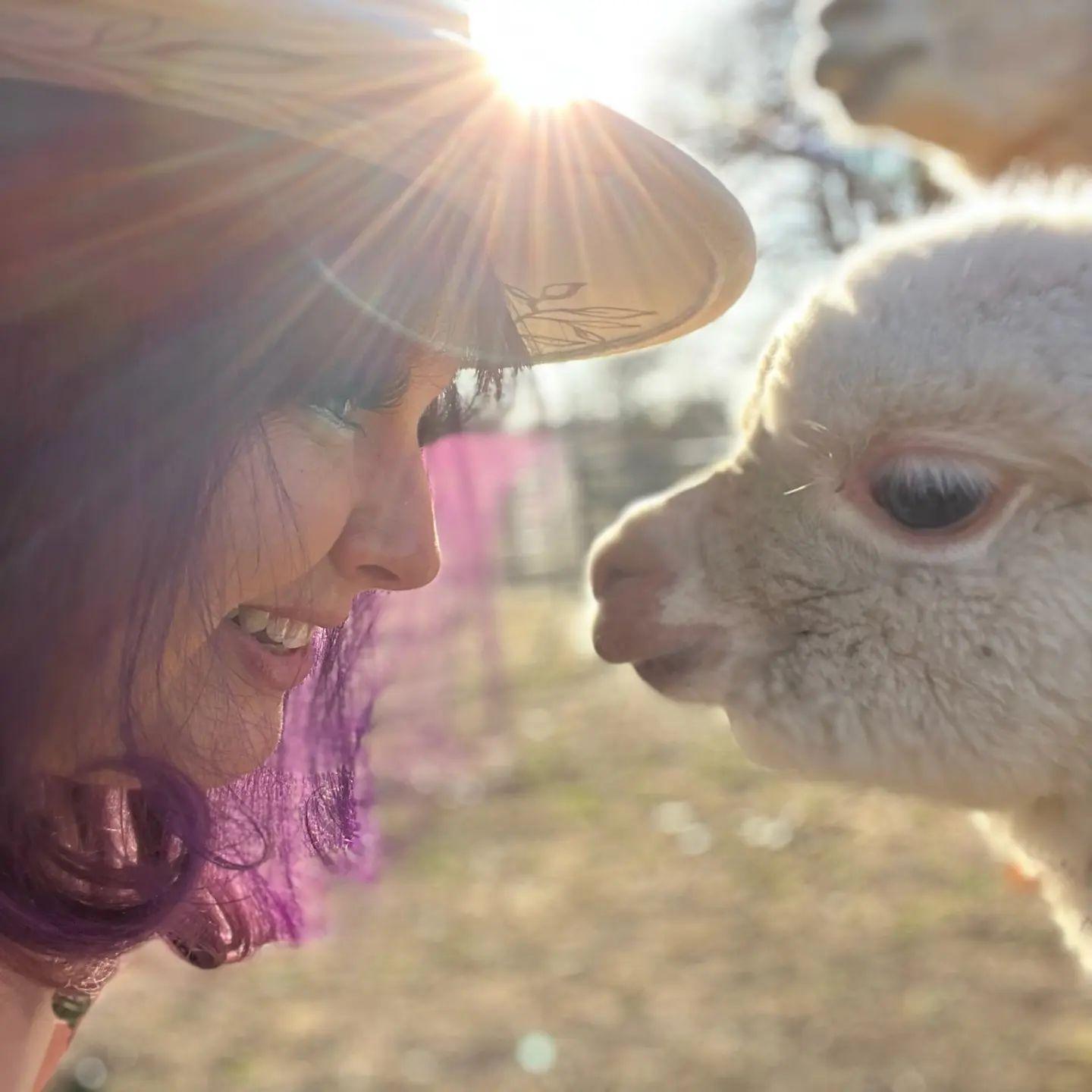 Field Trip: Meet the Alpacas at a North Texas Ranch in Alvord,Texas