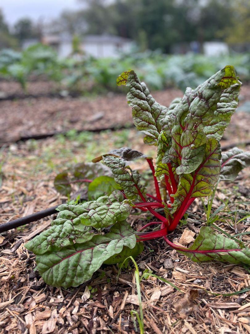 Explore Dallas Freedman Town History & Gardening at Joppy Momma’s Farm in Dallas,Texas