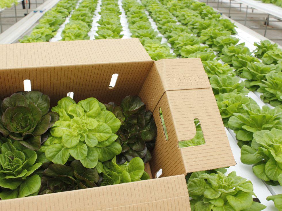 Houston Hydroponic Farm Tour: Space-Age Tech Meets Real-World Farming in Houston,Texas