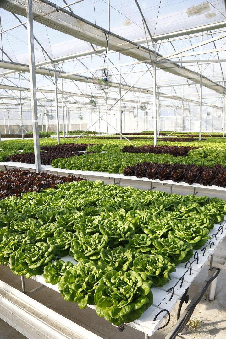 Houston Hydroponic Farm Tour: Space-Age Tech Meets Real-World Farming in Houston,Texas