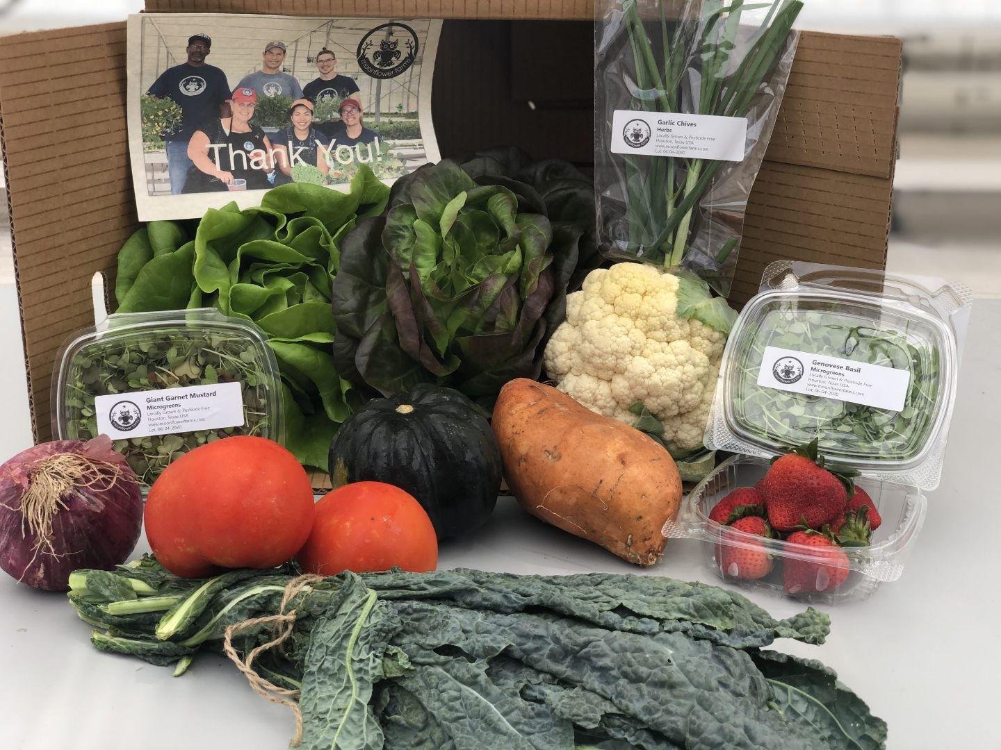 Houston Hydroponic Farm Tour: Space-Age Tech Meets Real-World Farming in Houston,Texas