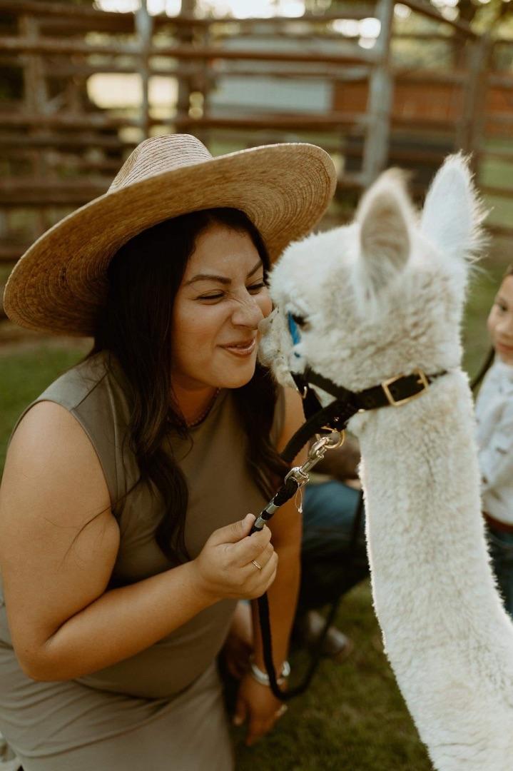 Alpaca Meet & Treat: Feed and Learn at a North Texas Ranch in Alvord,Texas